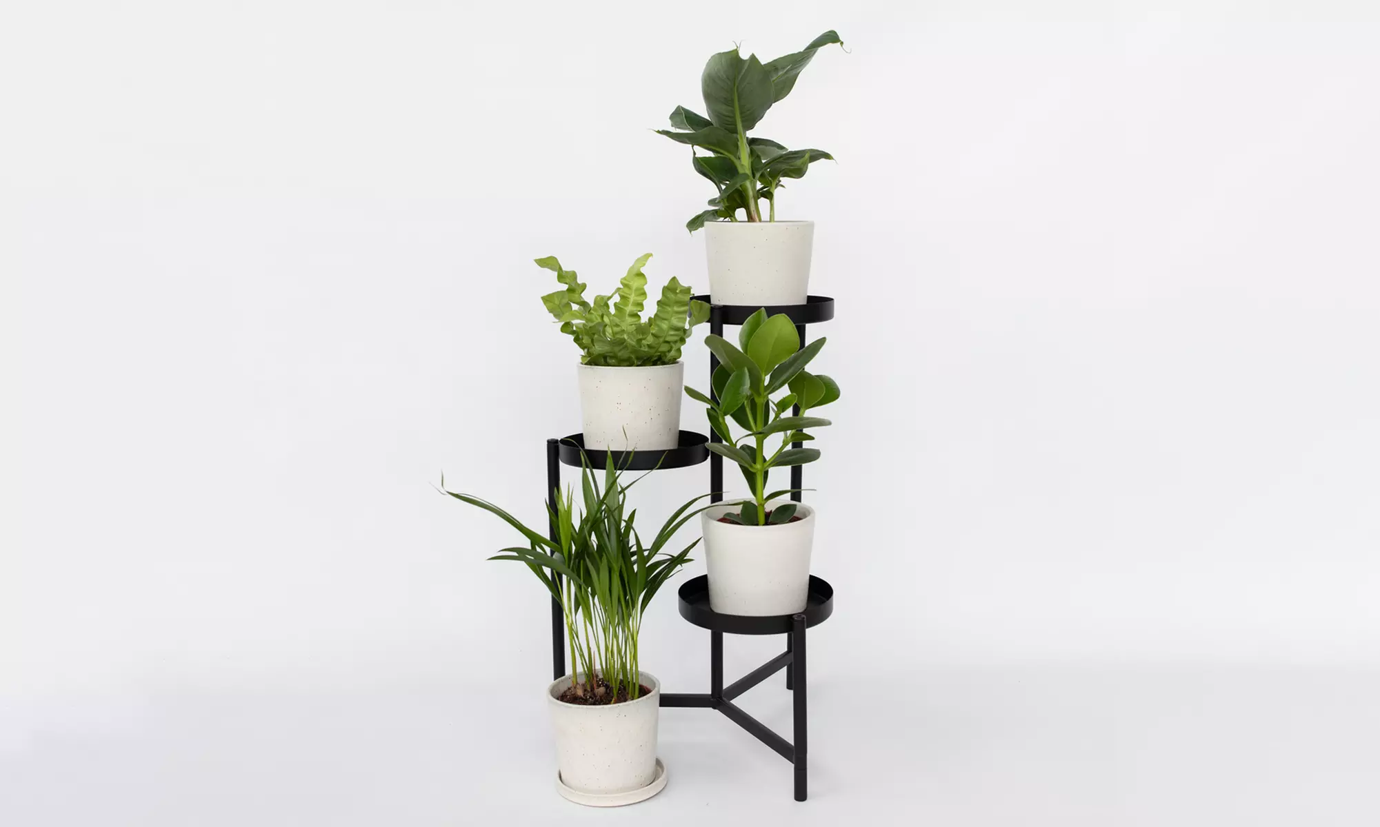 4er-Set Zimmerpflanzen – Areca, Asplenium, Clusia & Musa - Primary Image