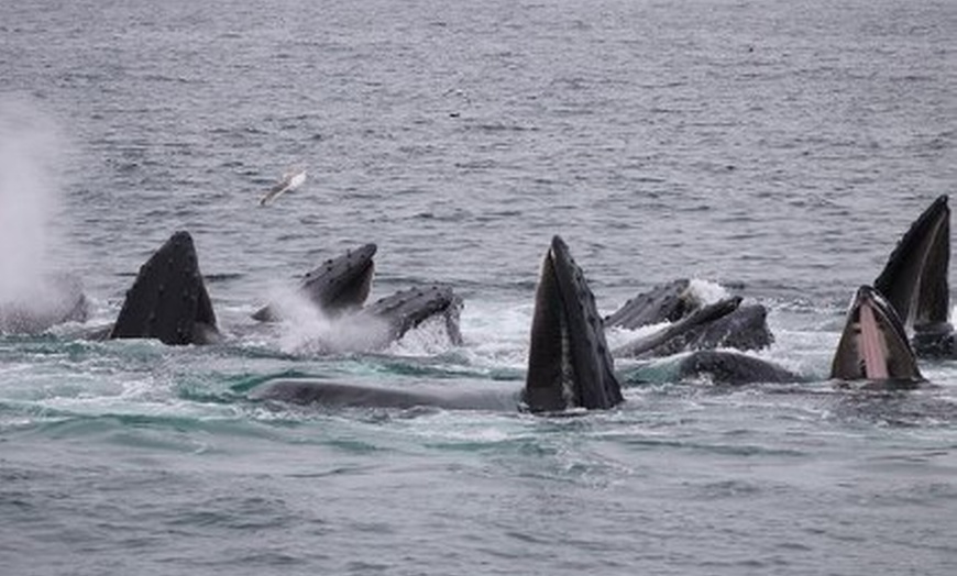 7 Seas Whale Watch in - Gloucester, MA | Groupon