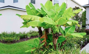 One or Three Japanese Banana Pots 10.5cm