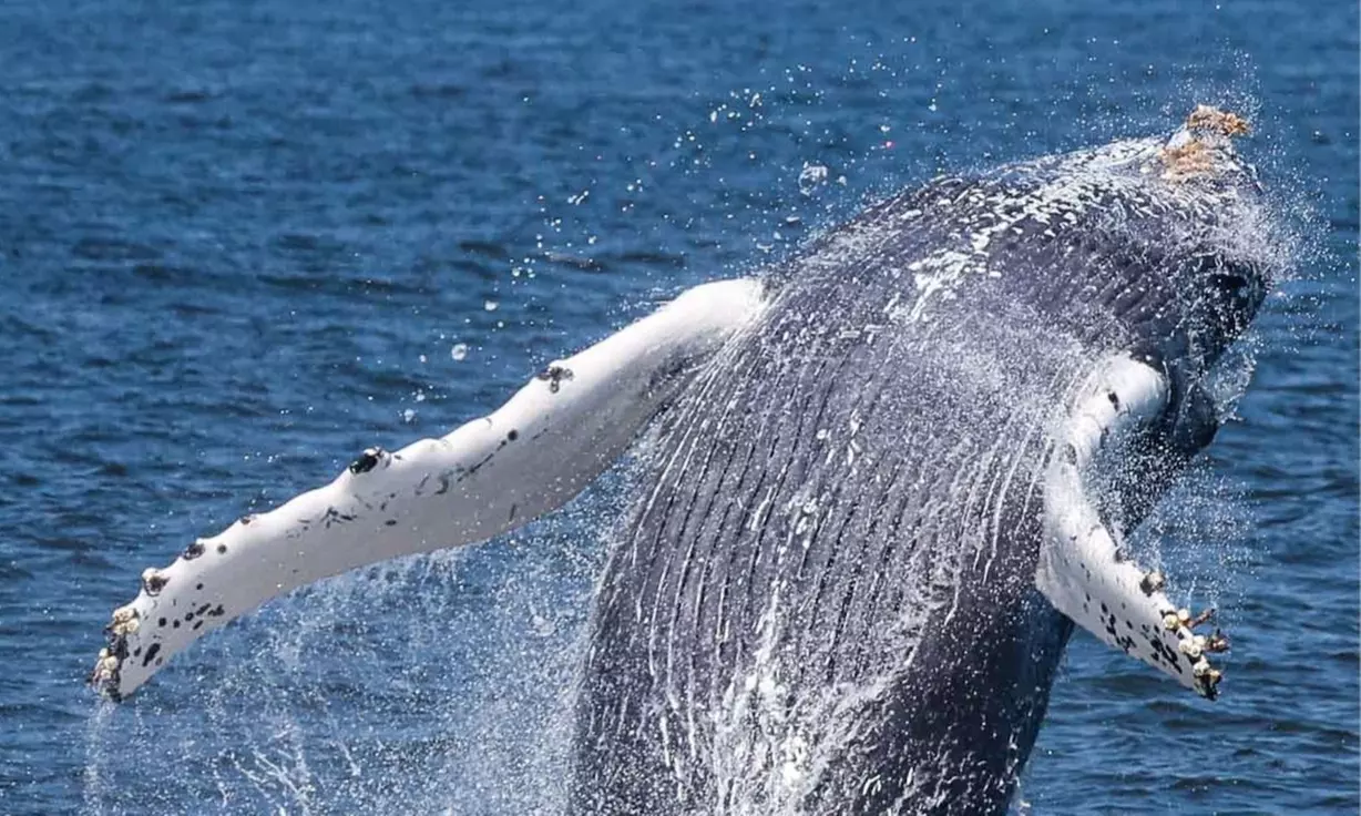 Jersey Girl Tour: 2-Hr Dolphin, Shark & Whale or 3-Hr Whale Watching