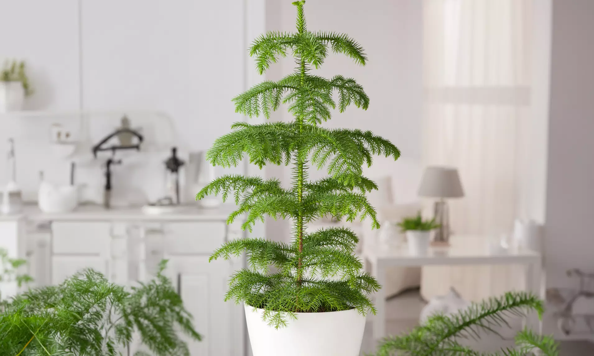 1x oder 2x Norfolktanne "Araucaria Heterophylla" in der Größe nach Wahl - Primary Image