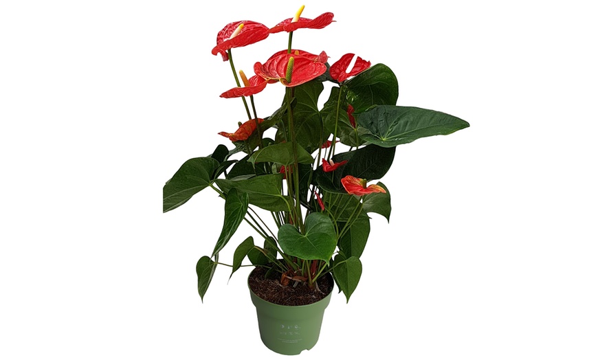 Image 13: Rootz — Plante d'intérieur tropicale Anthurium