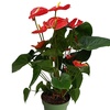 Image 13: Rootz — Plante d'intérieur tropicale Anthurium