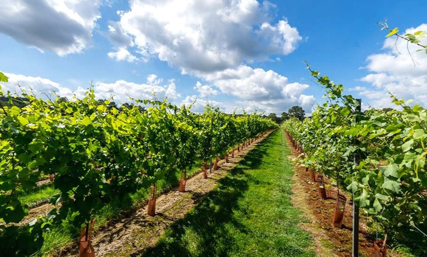 Image 1: Vineyard Tour with Tasting for 2