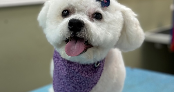 Happy Tails Pet Spa — image supplied by Groupon