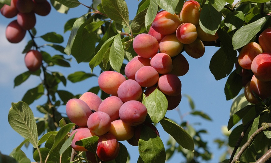 Image 5: Three-Tree Orchard Collection