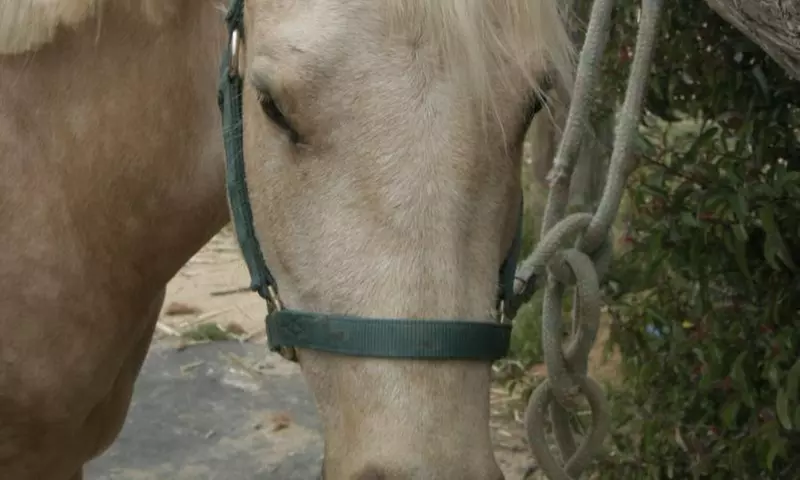 Hoofbeats of Happiness: 30 or 60-Min Horseback Riding for Kids (2-12)