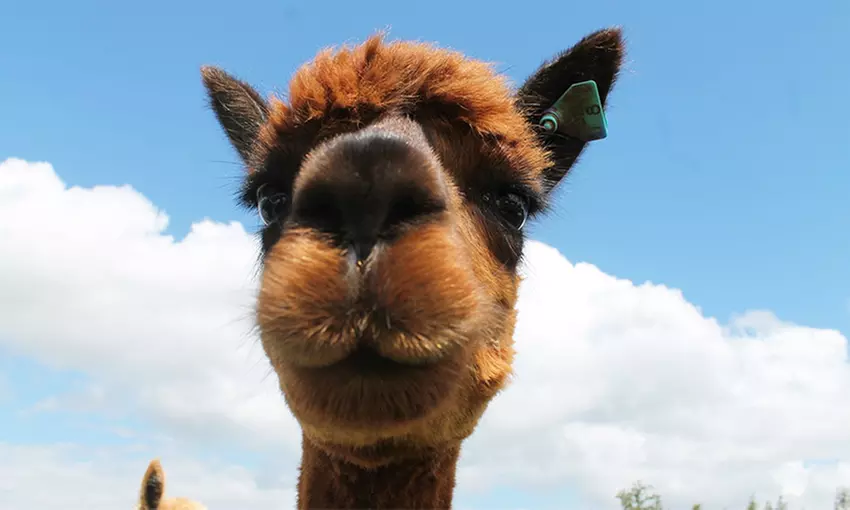 Furry Friend Adoption Packages: Choose Alpaca or Donkey