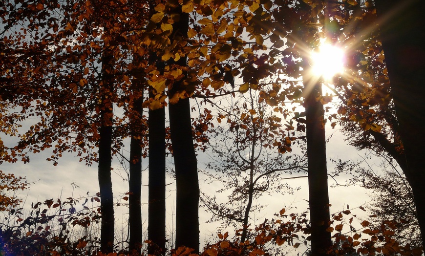 Image 6: Lot de 4 ou 8 arbres à noix de forêt