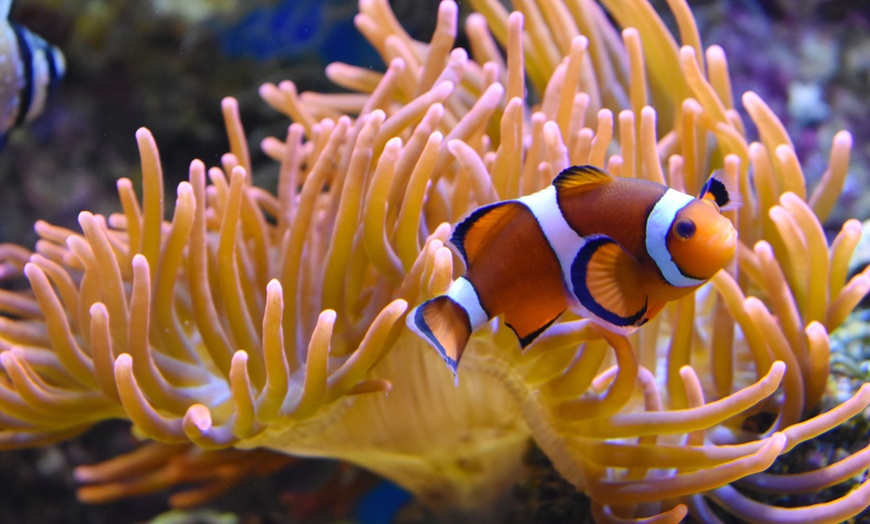 Image 8: Dans un monde sous-marin spectaculaire : Nausicaá