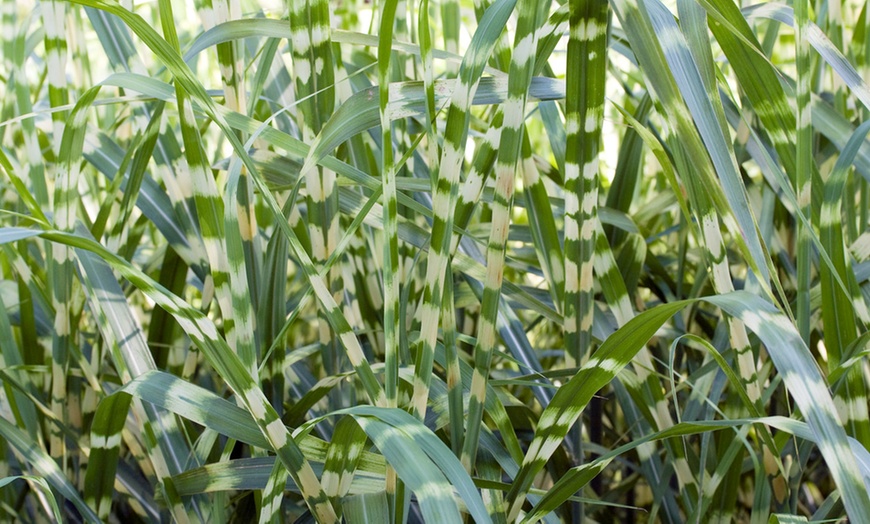 Image 2: 1 o 2 piante di Miscanthus 'Zebrinus'