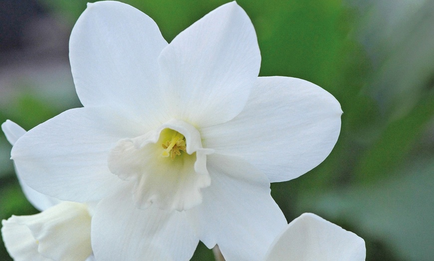 Image 8: 60 or 120 Narcissus Daffodil Dwarf Collection Bulbs