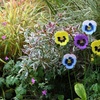Image 8: 6- or 12-Packs of Pansy or Sunflower Design Stakes