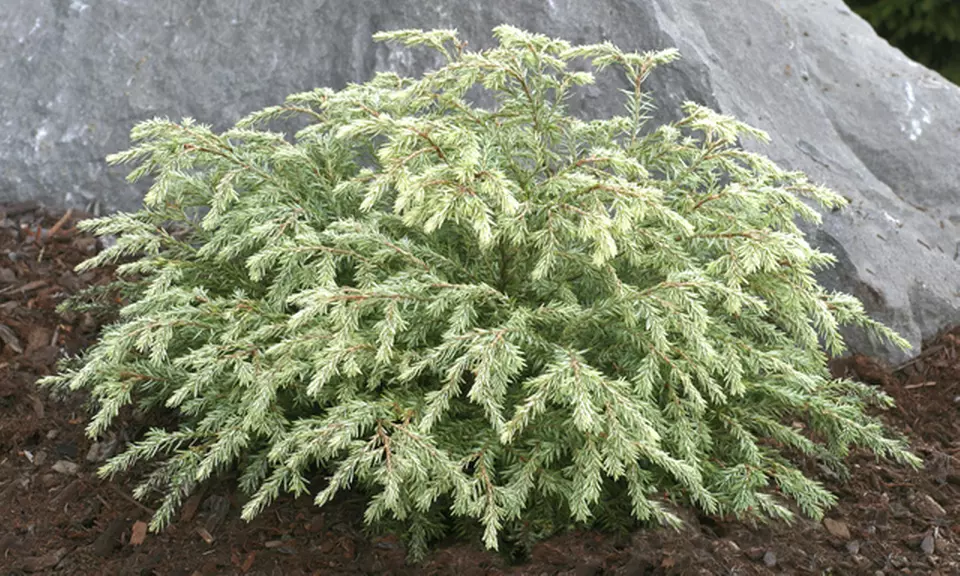 Tsuga Canadensis 'Moon Frost' Canadian Hemlock Plant - Primary Image