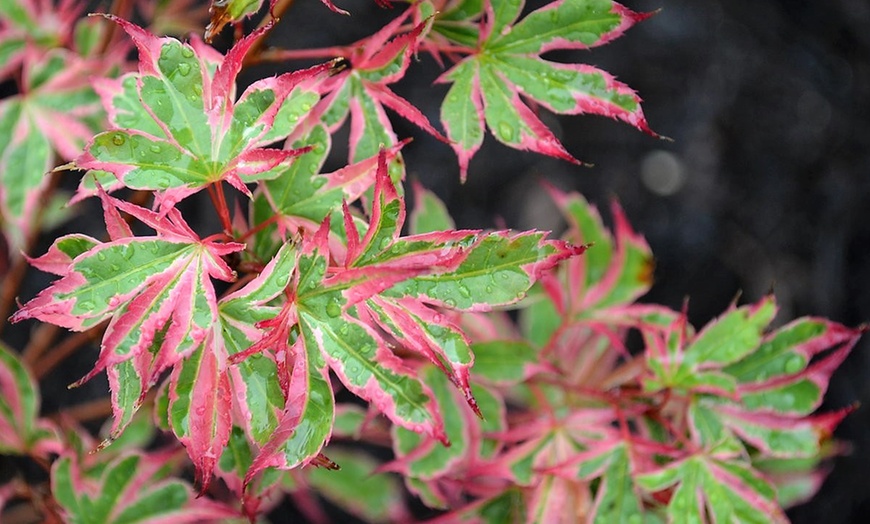 Image 3: Variegated Japanese Maples