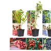 Image 1: Lot de 4 ou 8 plantes fruitières