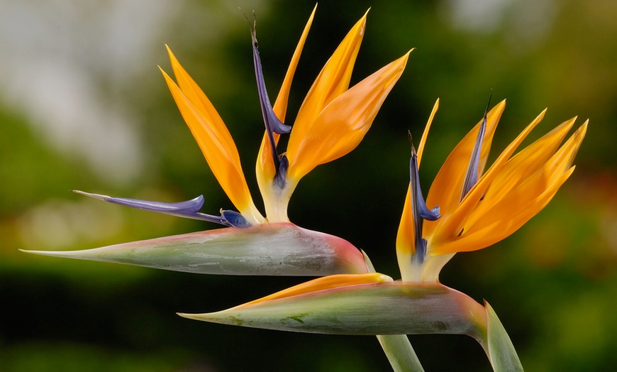 Image 2: Strelitzia Reginae, paradijsvogelplanten