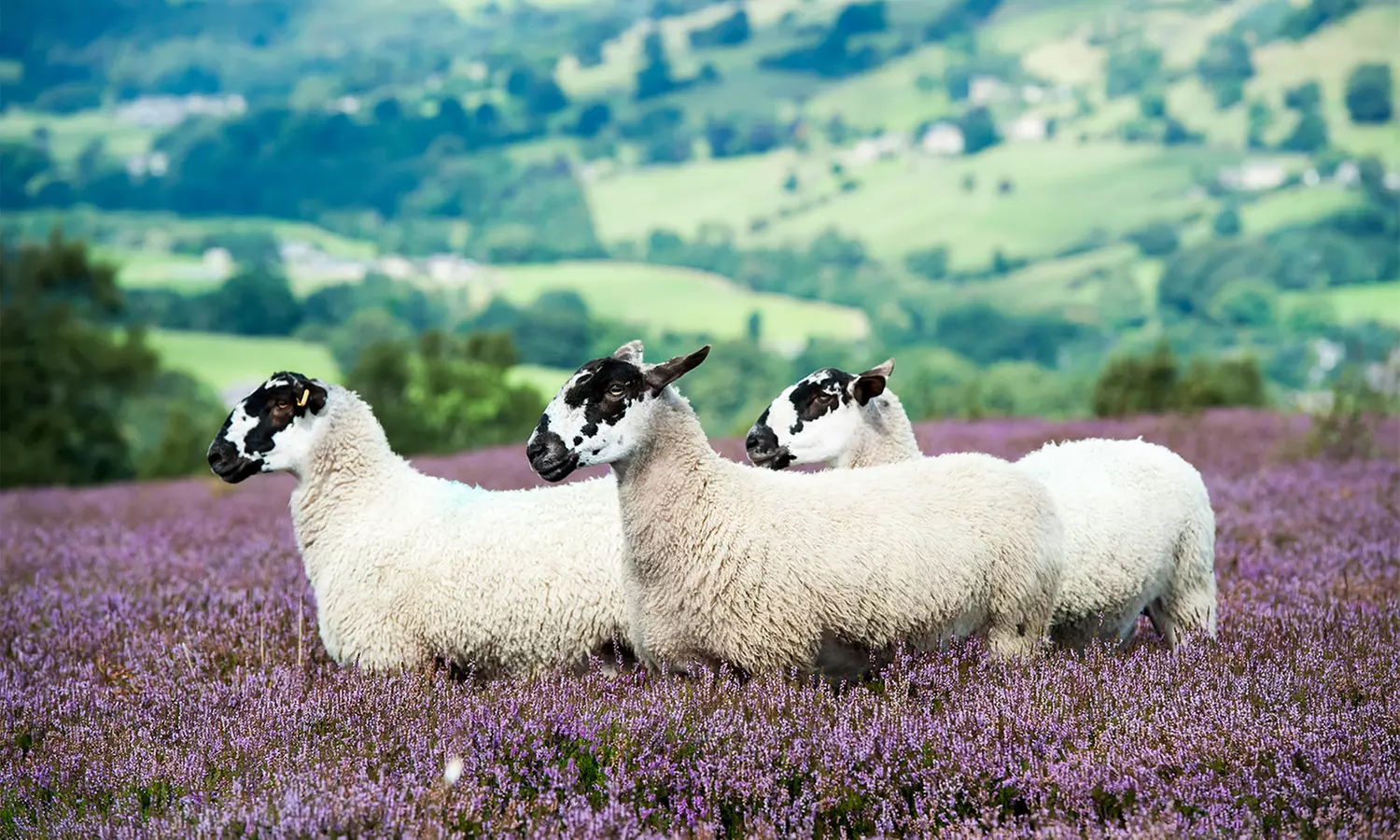 Lüneburger Heide: Doppelzimmer für Zwei mit Frühstück, Wellness und opt. mit Halbpension, im 4* Landhotel Schnuck - Primary Image