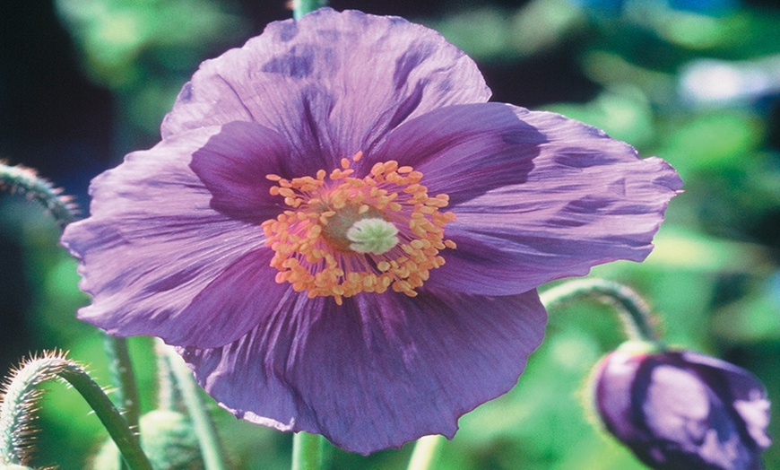 Image 3: Purple Poppy 'Hensol Violet' 9cm Pot - 1 or 2 Plants