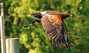 North Yorkshire: 2 Nights with Bird of Prey Tickets