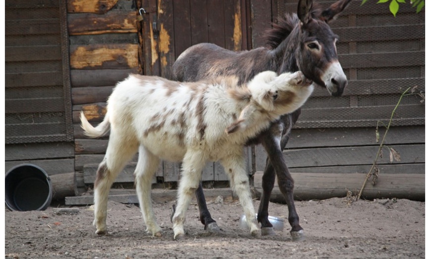 Image 1: Tageseintritt für 1 Familie in den Solinger Vogel- und Tierpark