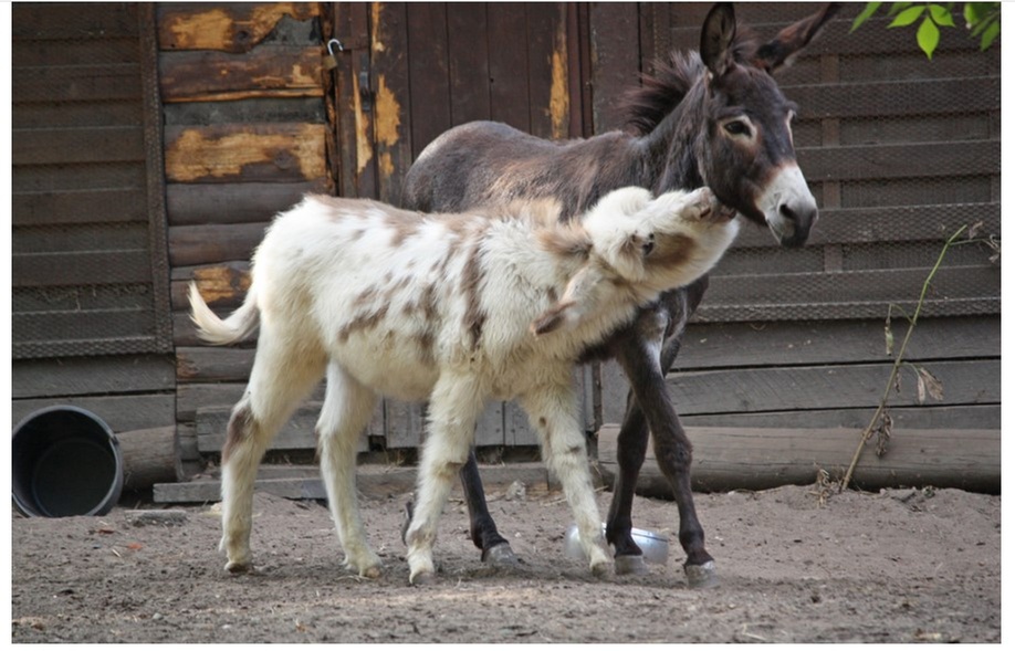 Familien-Tageskarte für den Solinger Vogel- und Tierpark