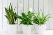 Air-Purifying Houseplant Collection - 3 or 6 Potted Plants - Second Medium