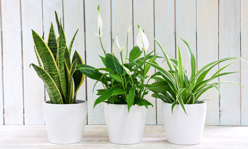 Image 3: Air-Purifying Houseplant Collection - 3 or 6 Potted Plants
