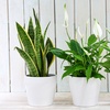 Image 3: Air-Purifying Houseplant Collection - 3 or 6 Potted Plants
