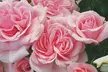 Rose Standard Collection - Red, White, Yellow & Pink - 1 or 4 plants - Image 4