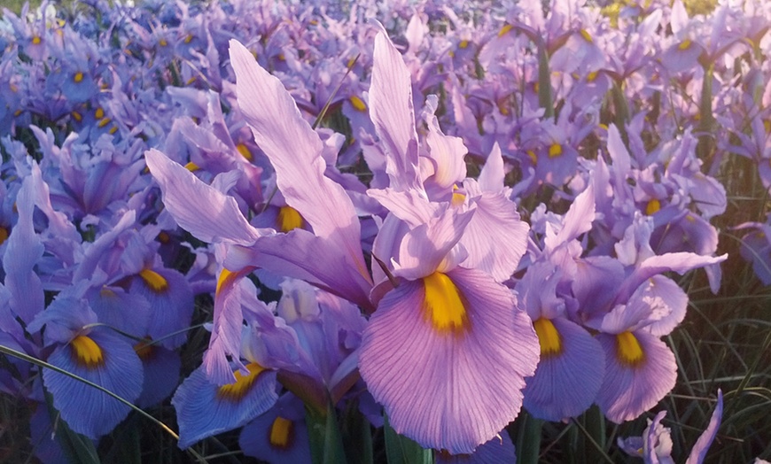 Image 1: Pink Panther Iris Bulbs