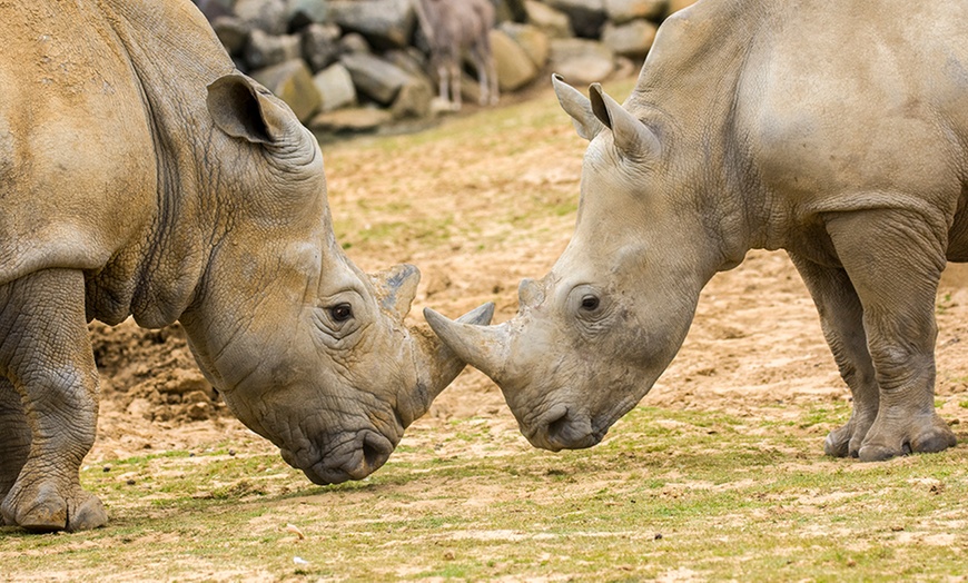 Image 3: One-Year Zoo Gold Pass: Child £31.99, Adult £47.99