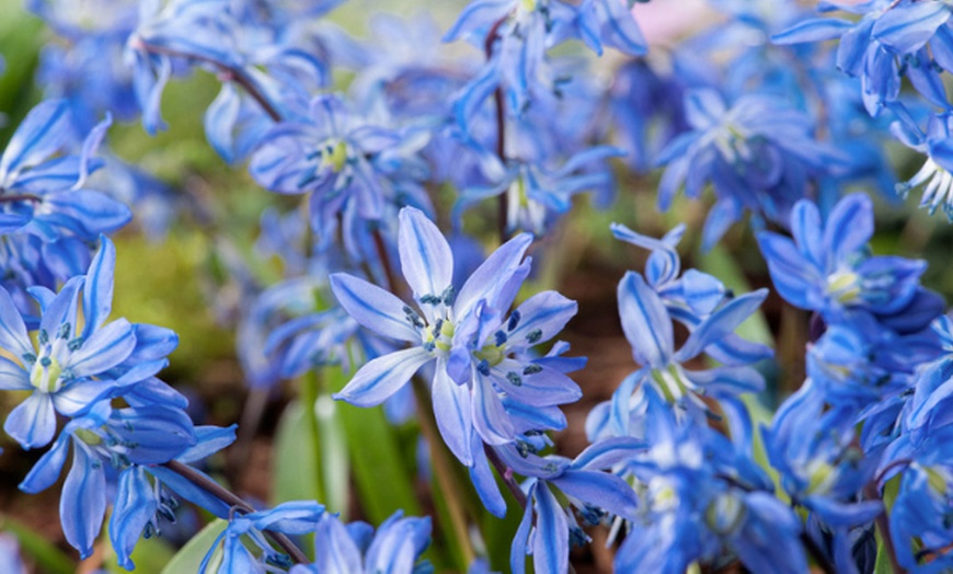 Image 1: Bollen van 6 verschillende soorten blauwe en witte bloemen