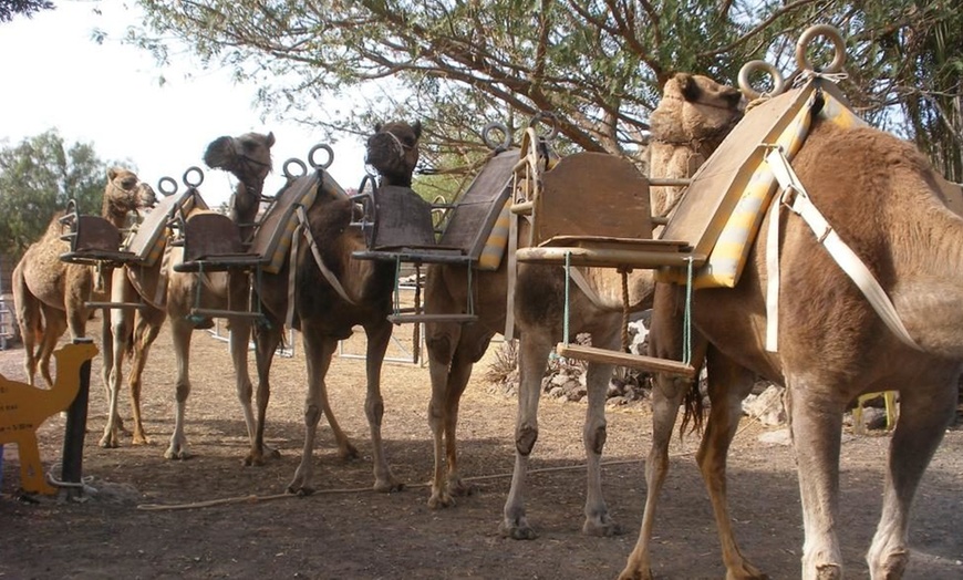 Image 1: Paseo a camello para 2 o 3 personas en Camel Park