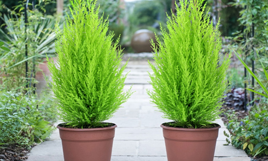 Image 4: Evergreen Cypressus Goldcrest Tree - 1 or 2 Potted Plants