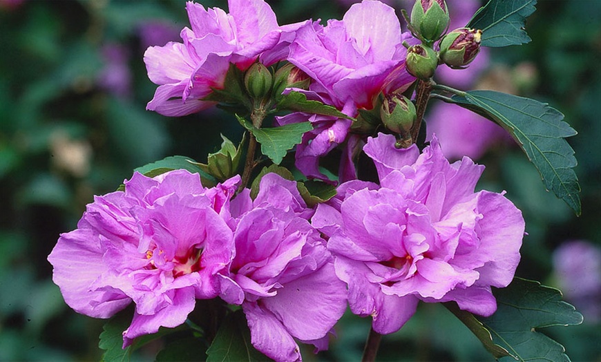 Image 3: Hibiscus Standard Tree