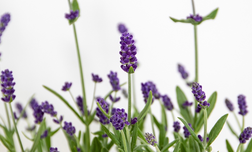 Image 4: 3 o 6 piante di Lavandula angustifolia blu