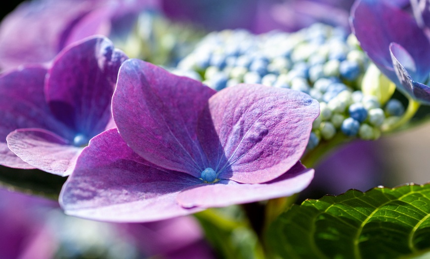 Image 3: 3 plants d'hortensia Teller Blue 25-40 cm