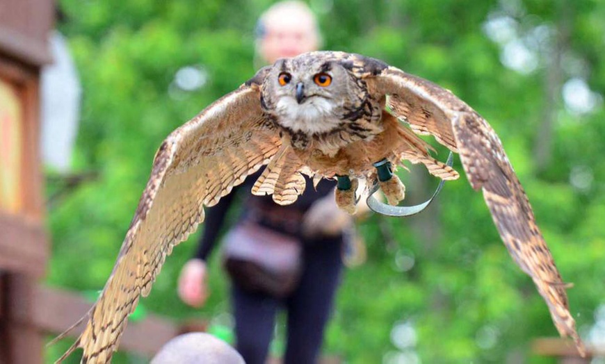 Image 1: Visita più dimostrazione di falconeria