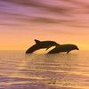 Image 4: Sip, Sail, & Spot Dolphins: Morning, Sunset, & Sandbar Cruise for Up to 6 People w/ Siesta Dolphin Tours (Up to 50% Off)