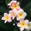 Image 1: 1x oder 2x Plumeria Hawaiien