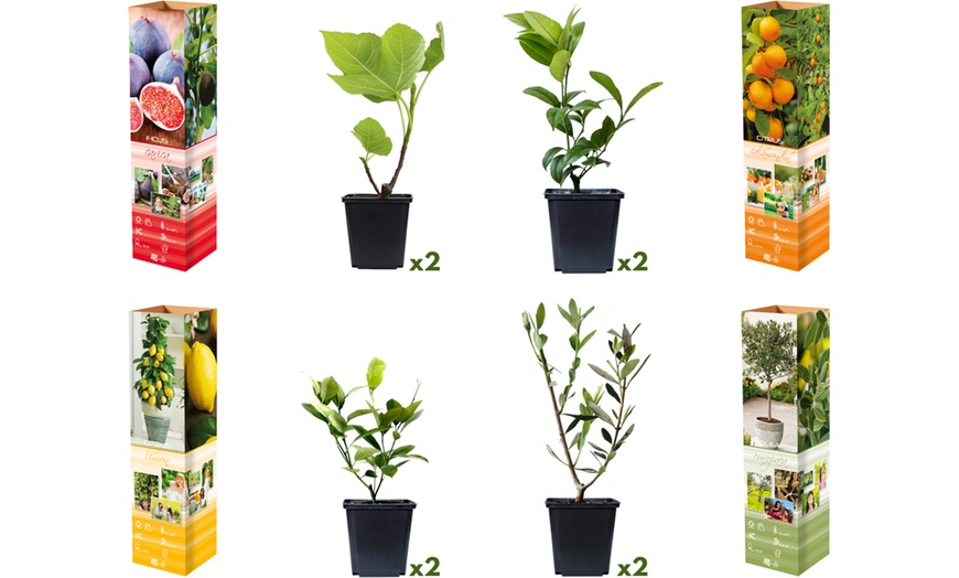 Image 4: Set di 4 o 8 piante mediterranee