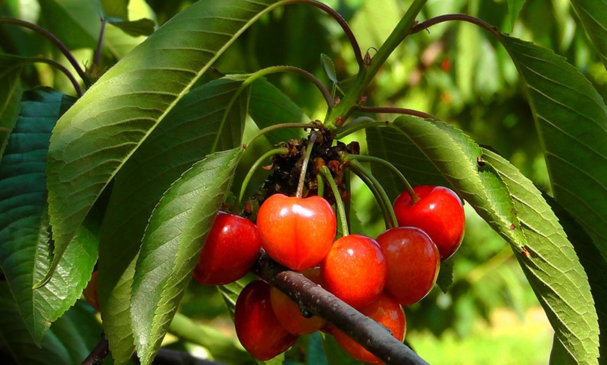 Image 6: Set of 5 Fruit Trees