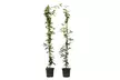 2x Sternjasmin "Trachelospermum jasminoïdes" - Second Medium
