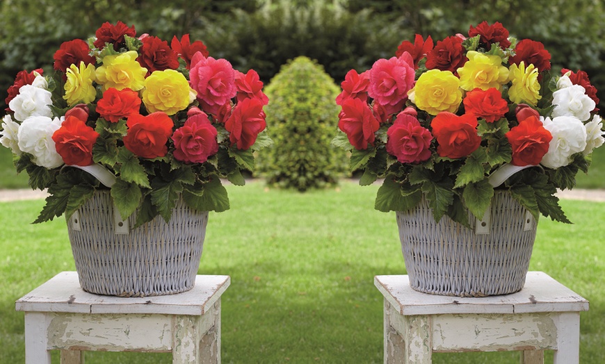 Image 4: 10, 20, or 40 Begonia Double Flowered Mixed Plants