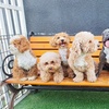Image 3: Pawfect Makeover: Basic & Full Pet Grooming for Cats and Dogs
