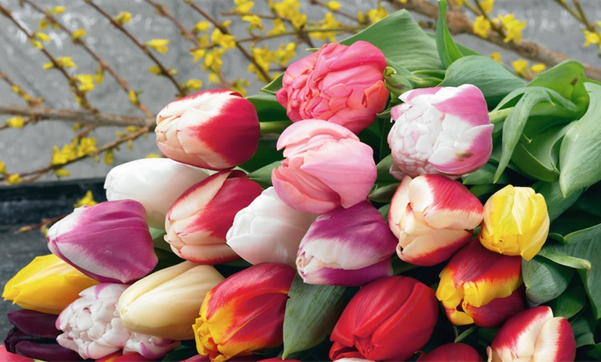 Image 2: 100 Spring Tulip Bulbs