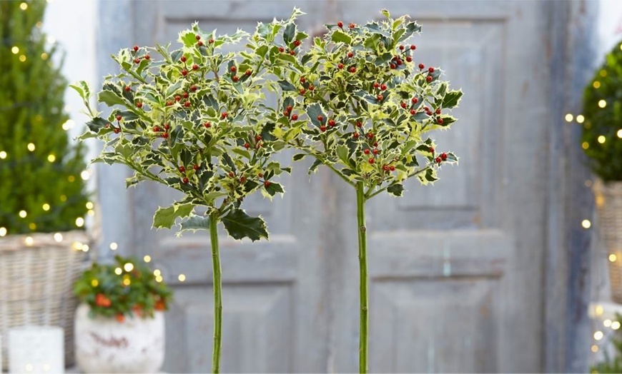 Image 3: Two Variegated Holly Trees