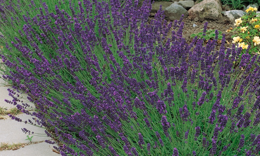 Image 8: 3 or 6 Dry Border Hardy Shrubs