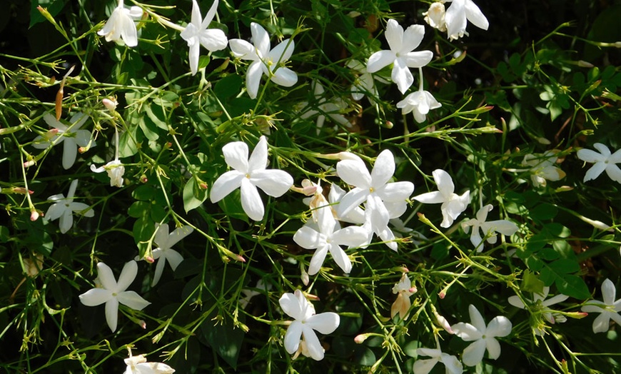 Image 7: One, Two or Three Jasminum Officinale Potted Plants